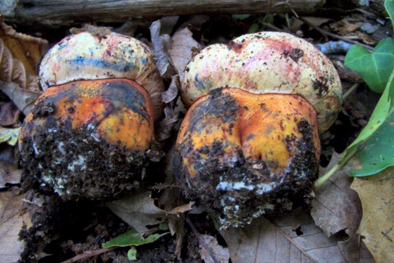 conferma per Boletus rhodoporpureus